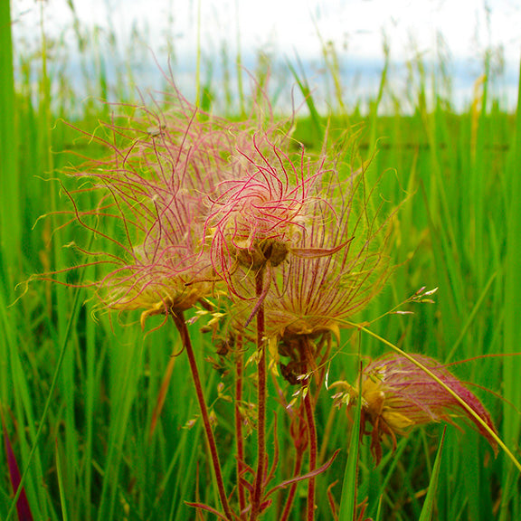 The seed heads of Geum triflorum (Three-Flowered Avens) forming into wispy, feathery plumes. The pale pink tendrils twist and curl, creating a soft, swirling texture that catches the sunlight. Set against a backdrop of lush green grasses, the seed heads sway gently in the breeze, ready to disperse their seeds on the wind.