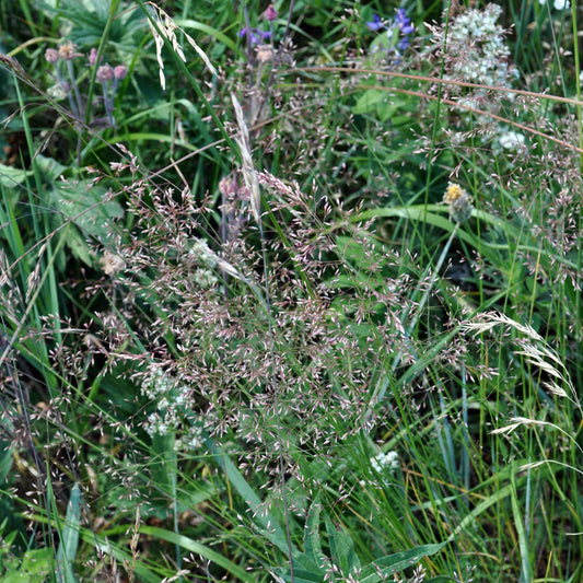 A dense cluster of Agrostis scabra (Tickle Grass) with fine, airy seed heads. The slender green stems are topped with delicate, wispy flowers that catch the light, creating a shimmering effect.