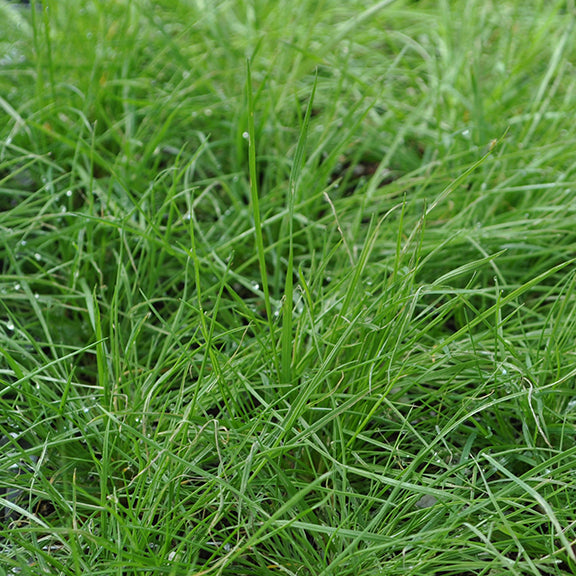Young Agrostis scabra (Tickle Grass) foliage with fresh green blades. The slender, arching leaves appear soft and lush, with tiny water droplets clinging to them.