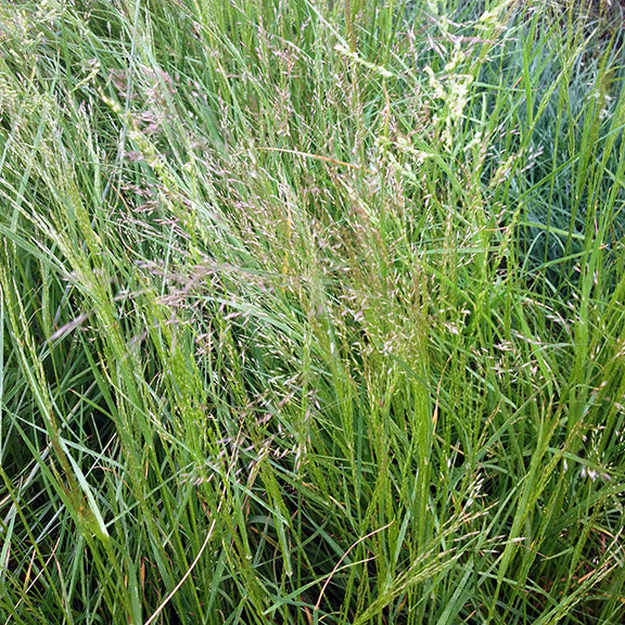 A close-up of Agrostis scabra (Tickle Grass) in a natural meadow setting. The fine, branching seed heads have a reddish-purple hue, contrasting with the surrounding green vegetation.