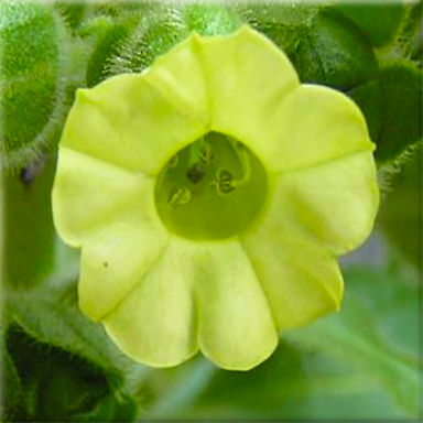 A close-up of a single 1000 Year Old Tobacco (Nicotiana rustica) flower reveals its round, trumpet-like shape, with six soft yellow petals flaring outward. The dark green center houses delicate stamens, waiting for visiting pollinators.