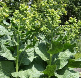 A stand of 1000 Year Old Tobacco (Nicotiana rustica) grows tall in the summer sun, with sturdy green stalks topped by clusters of small, tubular yellow-green flowers. The large, broad leaves spread outward, forming a dense, leafy base.