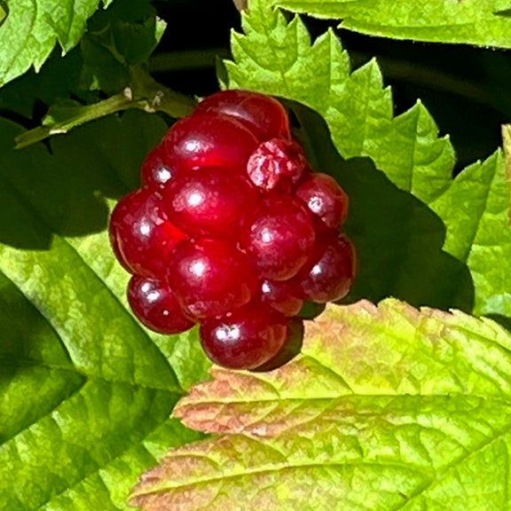 A close-up of a ripe Rubus pedatus (Trailing Raspberry) fruit, glistening in the sunlight. The berry is a rich, translucent red, with multiple small drupelets forming a clustered, rounded shape. Surrounding the fruit, the plant’s deeply lobed green leaves create a textured backdrop, with some showing a hint of reddish tint.