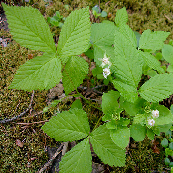 A Rubus pedatus (Trailing Raspberry) plant growing low to the ground, displaying its delicate white flowers with five slightly curled petals. The leaves, divided into five deeply lobed leaflets, spread outward in a star-like pattern. The plant is nestled among moss and other forest-floor vegetation, reflecting its natural woodland habitat.