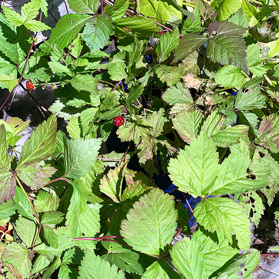 A sprawling patch of Rubus pedatus (Trailing Raspberry), its thin, trailing stems weaving through a bed of lush green foliage. The deeply lobed leaves catch the dappled sunlight, while small red berries peek through the greenery, standing out against the dense backdrop of leaves.