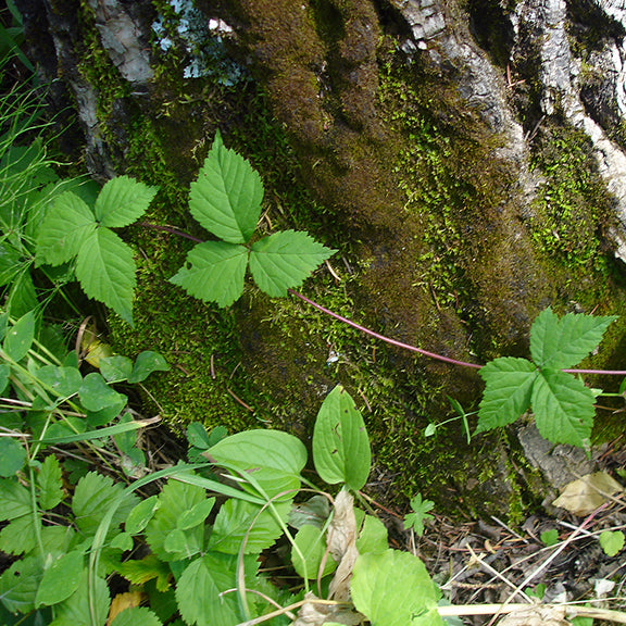 A trailing stem of Rubus pedatus (Trailing Raspberry) stretching across a moss-covered tree trunk. The plant’s thin, reddish stem contrasts with the deep green moss, while the five-lobed leaves add texture. The scene captures the plant's creeping, ground-hugging habit in a shaded forest setting.