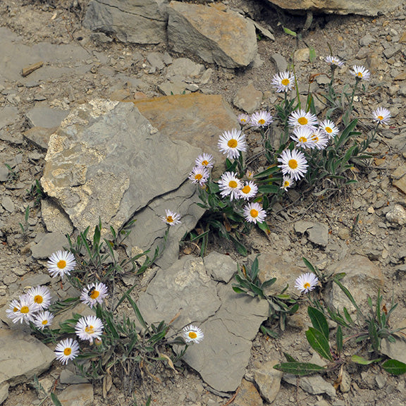 A scattered grouping of Tufted Fleabane (Erigeron caespitosus) growing in the crevices of a rocky outcrop. The small but striking blooms bring a touch of color to the rugged alpine landscape, demonstrating the plant's ability to thrive in challenging conditions.