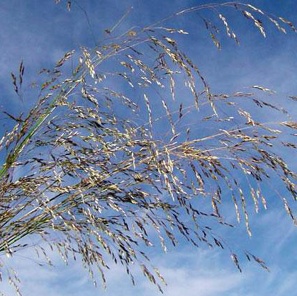 A delicate, arching spray of golden-brown seed heads of Deschampsia caespitosa (Tufted Hairgrass) set against a bright blue sky. The fine, wispy inflorescences shimmer in the sunlight, giving a soft, airy appearance.