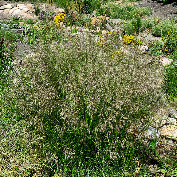 A dense, lush clump of Deschampsia caespitosa (Tufted Hairgrass) with dark green foliage and a billowing mass of feathery seed heads. The plant is surrounded by a diverse rock garden with blooming yellow wildflowers, giving a naturalistic, meadow-like aesthetic.