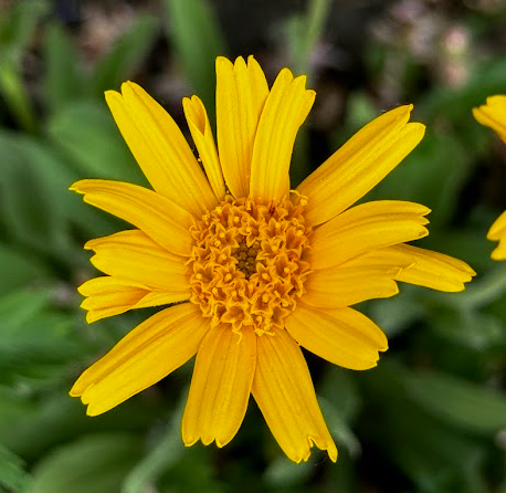 Close-up of an Arnica sororia (Twin Arnica) flower, showcasing bright yellow petals and a textured central disk. The delicate ruffled florets add intricate detail to the daisy-like bloom.