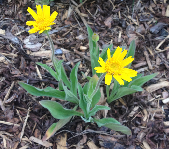 A mature Arnica sororia (Twin Arnica) plant in a cultivated garden, featuring numerous bright yellow flowers on upright stems. The plant is surrounded by mulch, with green foliage providing a striking contrast to the vibrant blooms.
