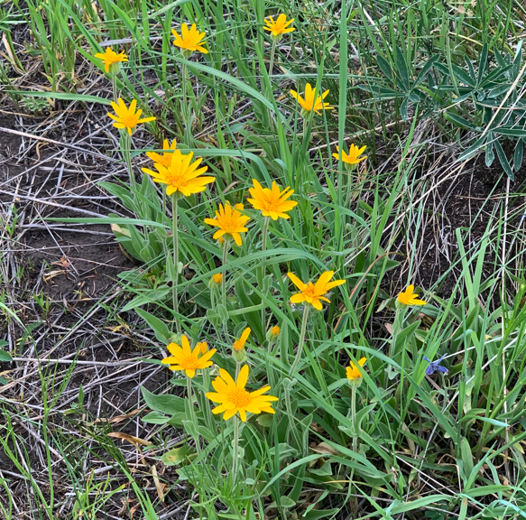 A cluster of Arnica sororia (Twin Arnica) plants growing in a wild meadow, with bright yellow flowers emerging among tall grasses and other native vegetation. The plants' upright growth and narrow green leaves blend seamlessly into the natural landscape.