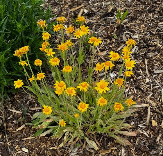 A compact clump of Twin Arnica (Arnica sororia) is shown blooming in a mulched garden bed. Numerous bright yellow, daisy-like flowers rise on short, leafy stems above a dense base of grayish-green, slightly fuzzy leaves. The cheerful blooms are evenly spaced and held upright, giving the plant a tidy, rounded appearance.