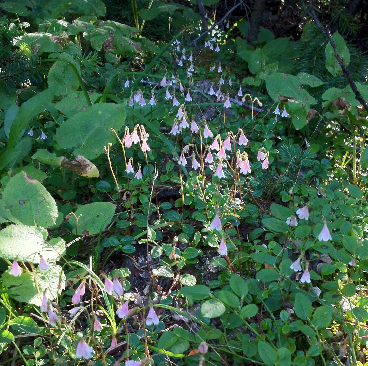 A sprawling patch of Twinflower, with numerous pale pink bells standing out against dark green foliage. Sunlight filters through the trees, casting a soft glow on the delicate flowers.