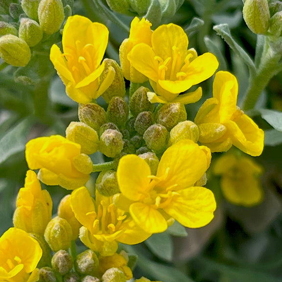Close-up of bright yellow flowers of Physaria didymocarpa (Common Twinpod), each with four rounded petals and slender yellow stamens. The vivid blossoms cluster tightly at the tip of the green, fuzzy stems.
