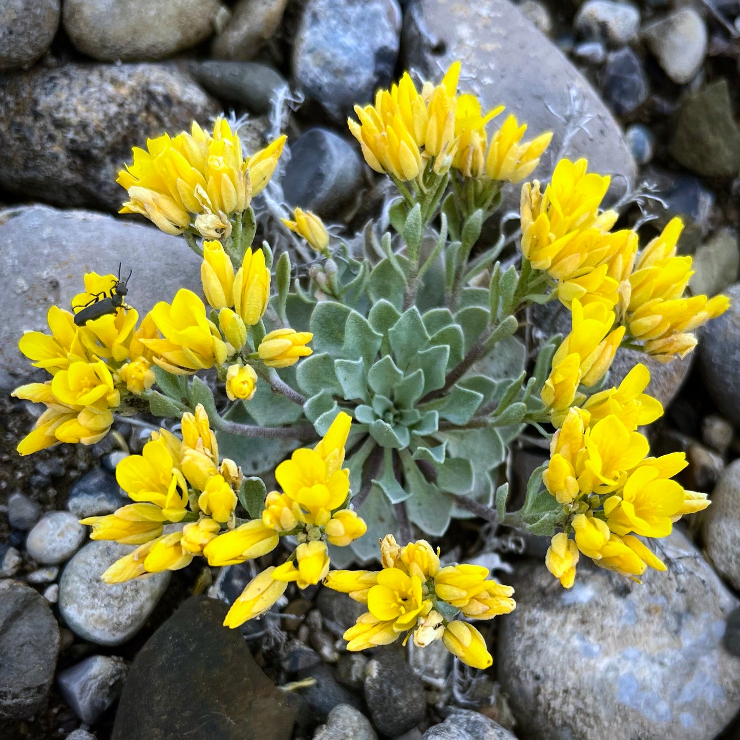 A rosette of silvery-green leaves surrounded by clusters of cheerful yellow Physaria didymocarpa (Common Twinpod) flowers, blooming against smooth river rocks. A small black beetle perches on one of the buds, adding contrast to the bright yellow petals.