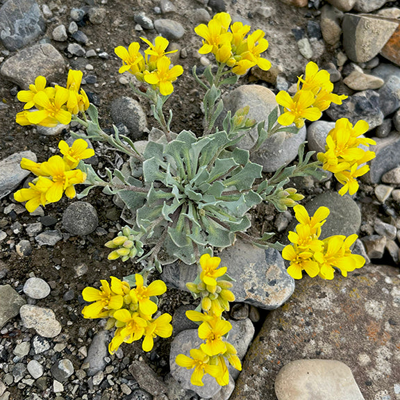 Top-down view of Physaria didymocarpa (Common Twinpod) growing in rocky soil, with gray-green basal leaves and multiple upright stems tipped with small golden-yellow flower clusters. The compact plant stands out brightly against the scattered stones.