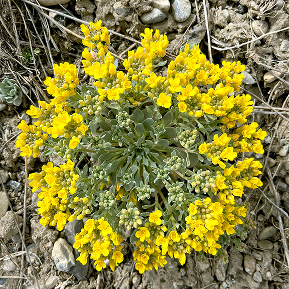 A dense, rounded mound of Physaria didymocarpa (Common Twinpod) covered in dozens of small yellow flower clusters. The silvery foliage forms a tight base, while vivid blossoms burst outward across the dry, gravelly ground.