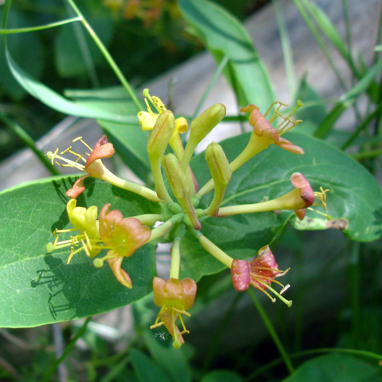 A cluster of tubular honeysuckle flowers transitioning from yellow to reddish-orange, with extended stamens reaching outward. The flowers emerge in a circular arrangement from a green stem, surrounded by glossy green leaves.