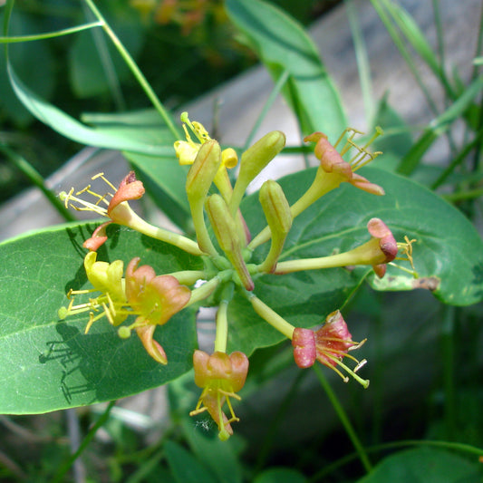 A cluster of tubular honeysuckle flowers transitioning from yellow to reddish-orange, with extended stamens reaching outward. The flowers emerge in a circular arrangement from a green stem, surrounded by glossy green leaves.