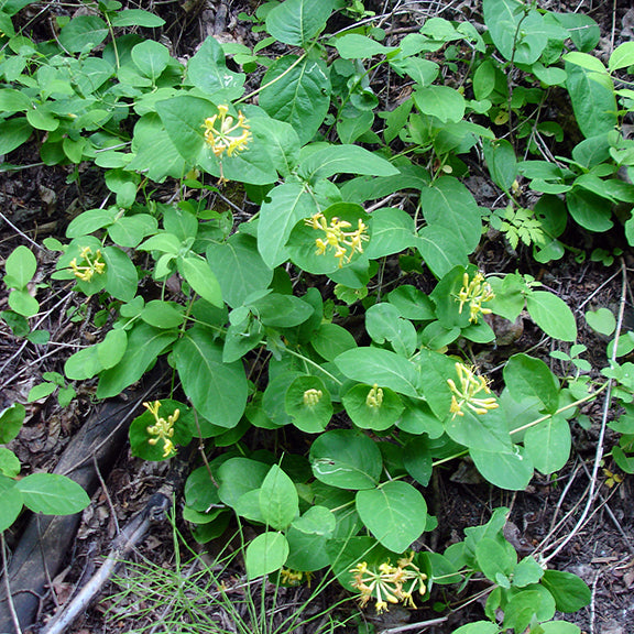 A spreading vine with clusters of tubular yellow flowers scattered among broad, green leaves. The plant winds through a shaded forest floor, weaving between branches and ground cover.