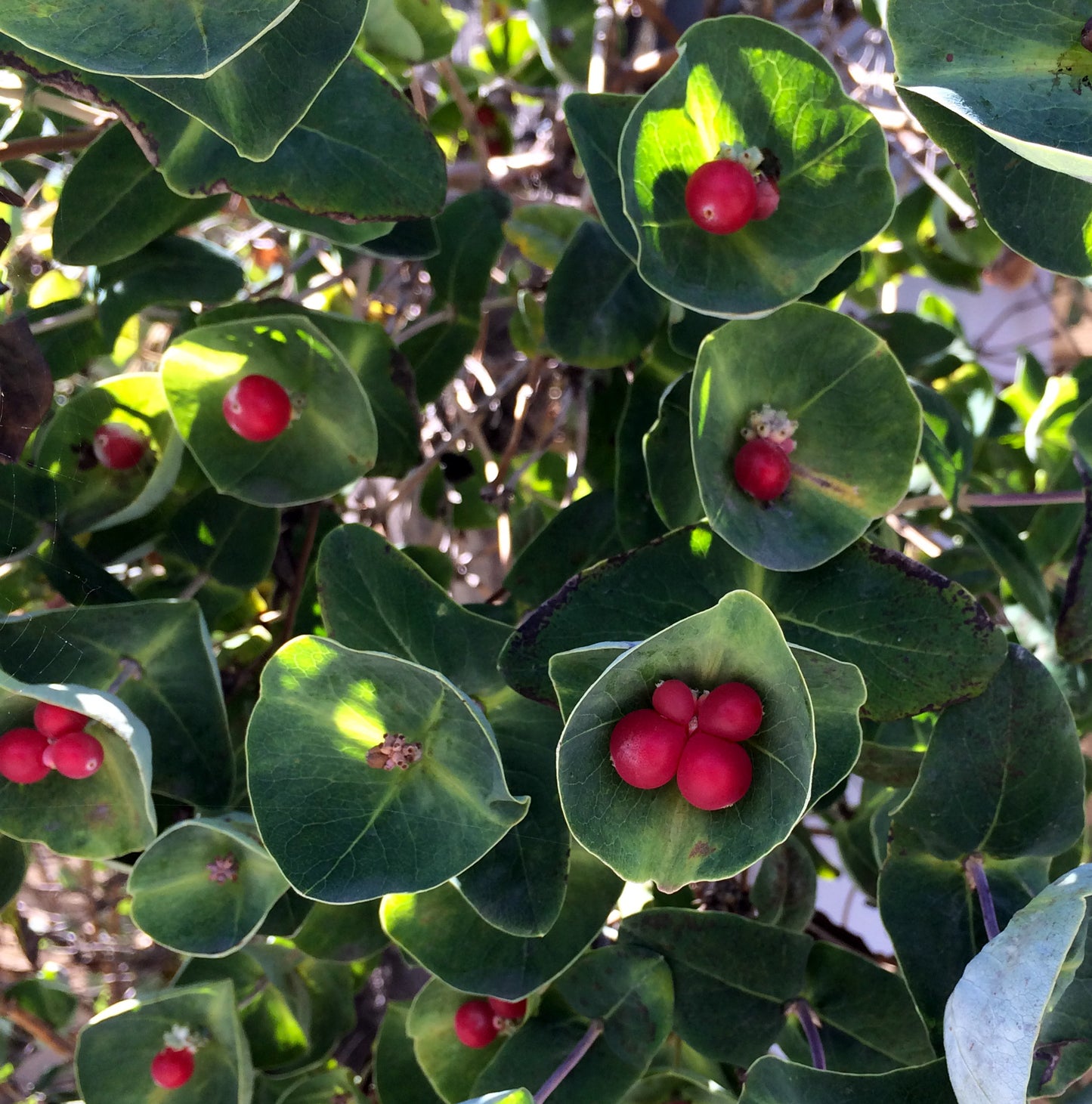 Pairs and clusters of vibrant red berries sit snugly in the center of rounded green leaves, giving the plant a striking, ornamental look. Sunlight filters through, casting soft shadows on the foliage.