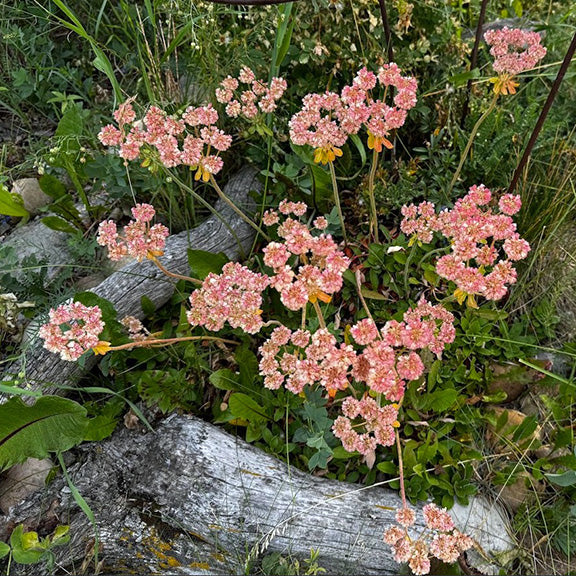 A mature Eriogonum umbellatum (Umbrella Buckwheat) with aging blooms, with numerous branching stems covered in clusters of soft pink flowers. The plant is surrounded by grasses and weathered wood, creating a striking contrast between its delicate blooms and the rugged landscape.
