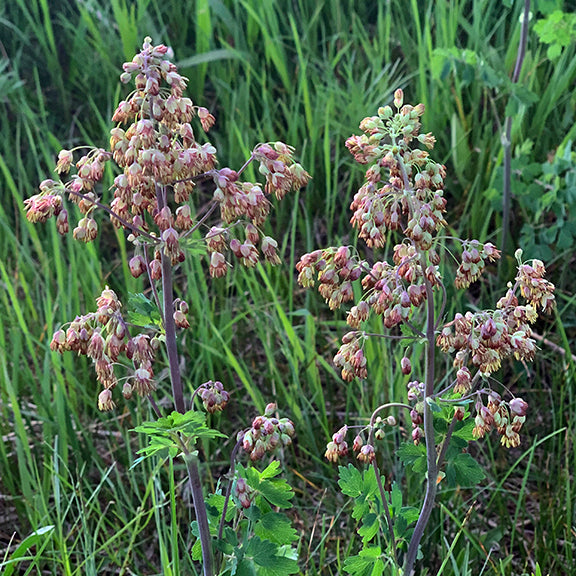 Multiple upright stems of Thalictrum venulosum (Veiny Meadowrue) rise from a green base of lobed leaves, each topped with dense sprays of tiny, pendulous flowers. The clustered blossoms show off their purple sepals and yellowish petals, creating a lacy, pastel canopy above the grassland setting.