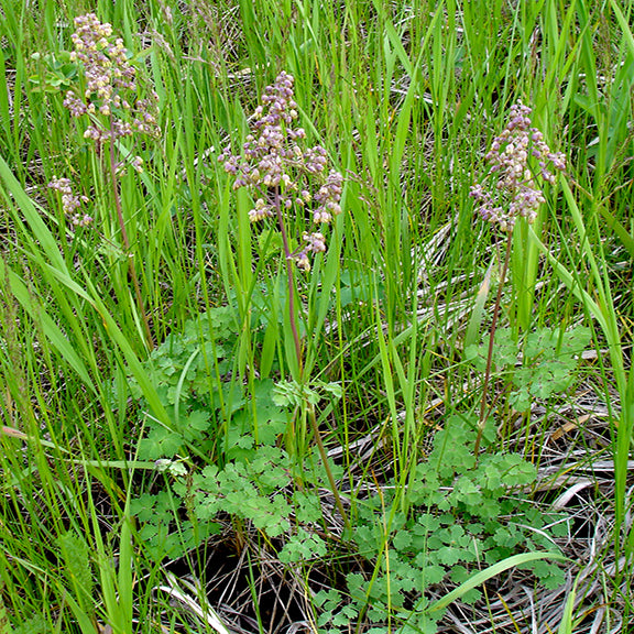 Multiple Veiny Meadowrue(Thalictrum venulosum) plants are scattered through dense green grasses, showing their airy form and delicate foliage. The finely divided, lacy basal leaves contrast with the upright flower stalks topped by dense clusters of hanging purple flowers. This scene captures the plant's natural habitat in moist prairie or meadow conditions.