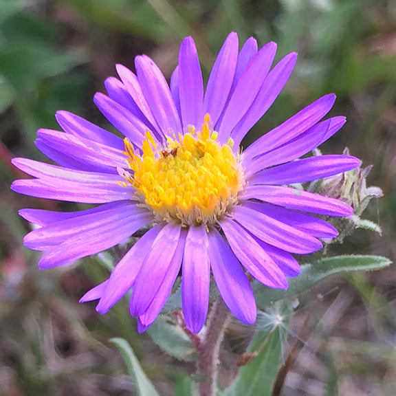 A close-up captures the intricate beauty of a single Western Meadow Aster (Symphyotrichum campestre) flower. Thin lavender rays radiate from a vibrant golden disk center, perfectly highlighting the plant’s classic daisy shape. Fine hairs along the bracts and stems catch the light, hinting at the plant’s tough prairie adaptation.