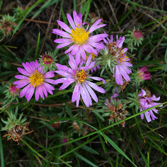 A close-up view of the Western Meadow Aster (Symphyotrichum campestre), showcasing its daisy-like flowers with soft lavender petals radiating around a golden-yellow center. The petals appear slightly curled, and the blooms are interspersed with buds in various stages of development. Slender green leaves and surrounding grasses create a natural backdrop, emphasizing the aster's delicate yet vibrant presence.