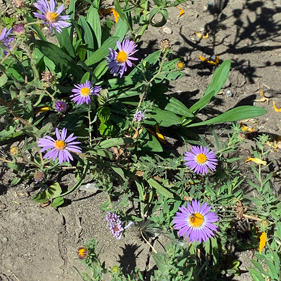 A wider shot of Western Meadow Aster (Symphyotrichum campestre) in a dry, open habitat, displaying multiple blooms on branching stems. The flowers range from deep violet to pale lilac, each with a bright yellow core. This image highlights the plant's ability to thrive in sandy or gravelly soils, with a mix of other native vegetation growing nearby.