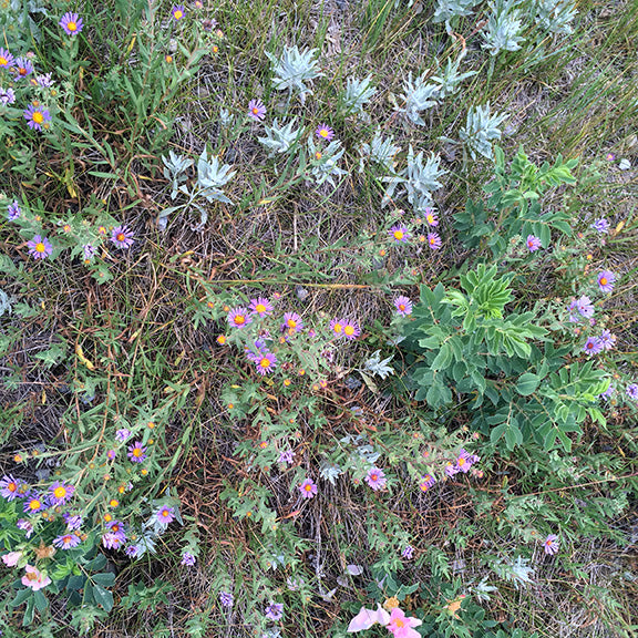 A sprawling patch of Western Meadow Aster (Symphyotrichum campestre) winds through a mixed grassland, its pale purple flowers dotted among silvery sagebrush and other prairie plants. The asters' delicate blooms add a splash of color to the late-season scene, their thin petals framing sunny yellow centers.