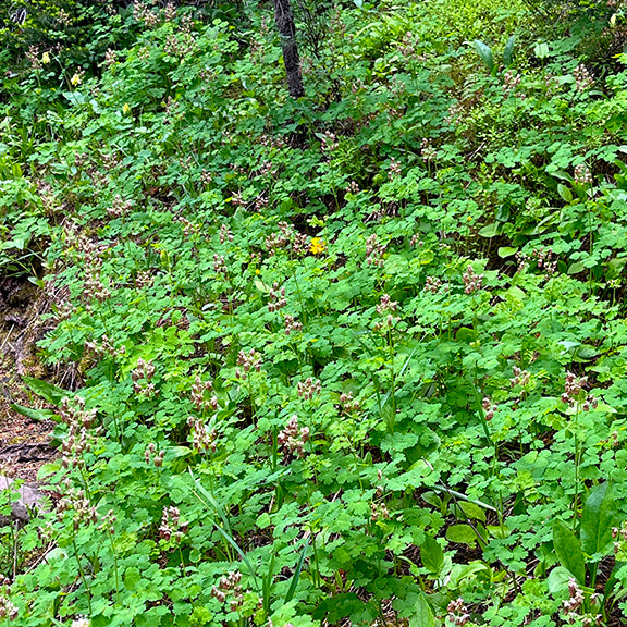 A thriving colony of Thalictrum occidentale (Western Meadowrue) stretches across the forest floor, their feathery green leaves forming a soft, textured mat. Dozens of slender flowering stems rise above, each carrying clusters of dangling blossoms that sway gently in the filtered woodland light.