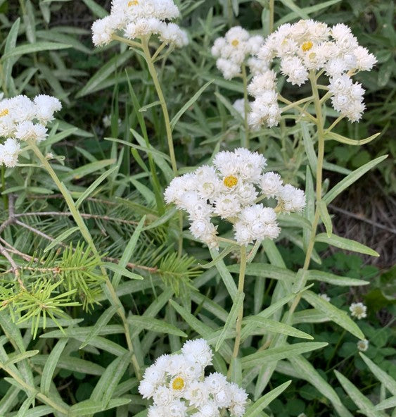 A group of Anaphalis margaritacea (Western Pearly Everlasting) plants growing in a natural setting. Their tall, slender stems support dense clusters of white flowers above silvery-green, lance-shaped leaves.