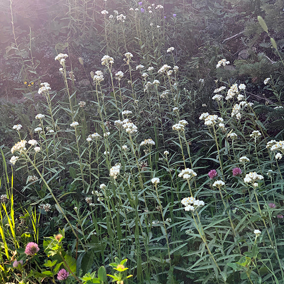 This photo captures a patch of western pearly everlasting (Anaphalis margaritacea) growing along a shaded slope. The upright stems are topped with clusters of small, white, papery flowers that catch the soft light filtering through the trees. Narrow, lance-shaped leaves with a slightly woolly texture run along the length of each stem, giving the plant a silvery-green appearance. A few purple clover blossoms are visible in the lower left, adding contrast to the scene.