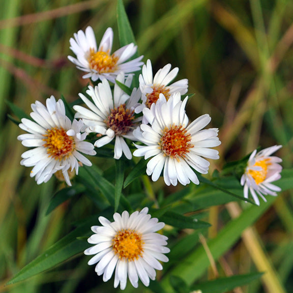 A close-up of Symphyotrichum lanceolatum (Willow Aster) flowers, displaying their crisp white petals radiating around a golden-yellow center. The blossoms have a subtle, ruffled appearance, with hints of warm orange near the center as the florets mature. The narrow, lance-shaped leaves contrast against the soft floral display, set against a background of blurred grasses.