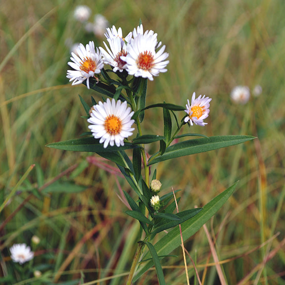A taller view of Symphyotrichum lanceolatum (Willow Aster), showcasing its upright growth habit with clusters of white flowers adorning its green stem. The dark green, elongated leaves stand in sharp contrast to the bright floral heads, while the softly blurred prairie grasses in the background hint at its natural habitat.