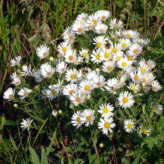 A lush, sprawling Symphyotrichum lanceolatum (Willow Aster) in full bloom, its arching stems laden with a profusion of delicate white flowers. The densely packed blooms create a striking visual, intermingling with other prairie vegetation, making a dense floral display that attracts pollinators.