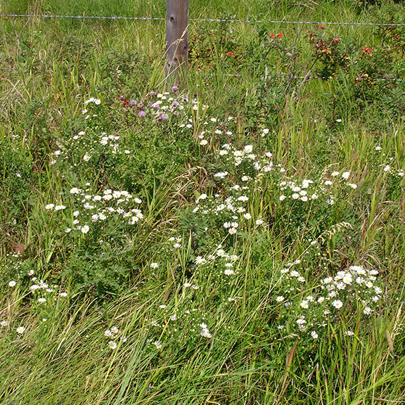 A broader landscape view of Symphyotrichum lanceolatum (Willow Aster) growing in a natural setting, with numerous plants dotting a grassy field. The bright white flower clusters stand out against the green surroundings, blending seamlessly with other wildflowers and shrubs in this prairie-edge habitat.