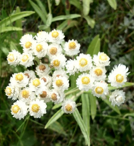 A close-up of Anaphalis margaritacea (Western Pearly Everlasting) flowers, featuring clusters of small, papery white blossoms with golden-yellow centers. The dry, daisy-like flowers retain their shape and color long after blooming.