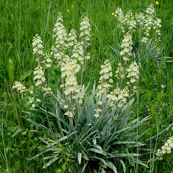 A dense cluster of Anticlea elegans (White Camas) in a green meadow. The plant features tall, upright stems covered in small, star-shaped white flowers with a greenish-yellow center, rising from a base of long, slender, blue-green leaves.