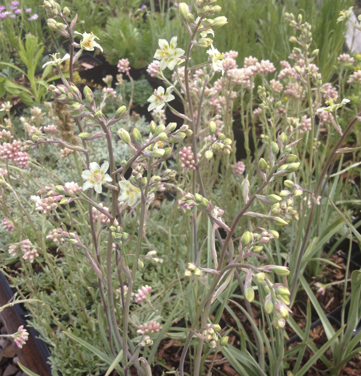 Potted Anticlea elegans (White Camas) plants in a nursery setting, surrounded by other native wildflowers including Rosy Pussytoes. The slender, arching stems hold clusters of small, white flowers with greenish centers, and the foliage consists of thin, blue-green leaves.
