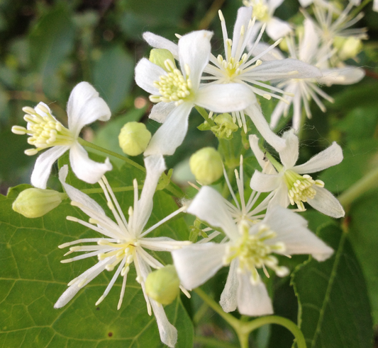 A detailed close-up of Clematis ligusticifolia (White Clematis) flowers, showcasing delicate white petals and numerous yellow-tipped stamens. The flowers are clustered together with unopened green buds among bright green leaves, creating a soft, airy appearance.