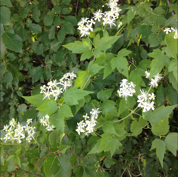 A Clematis ligusticifolia (White Clematis) vine weaving through dense green foliage, with clusters of white flowers in full bloom. The sprawling growth habit and lobed leaves add texture to the woodland backdrop.