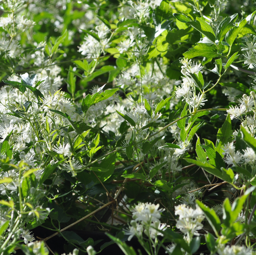 A profusion of Clematis ligusticifolia (White Clematis) flowers covering a sprawling vine, illuminated by sunlight. The white blooms contrast against the lush green leaves, forming a dense and vibrant display of foliage and flowers.