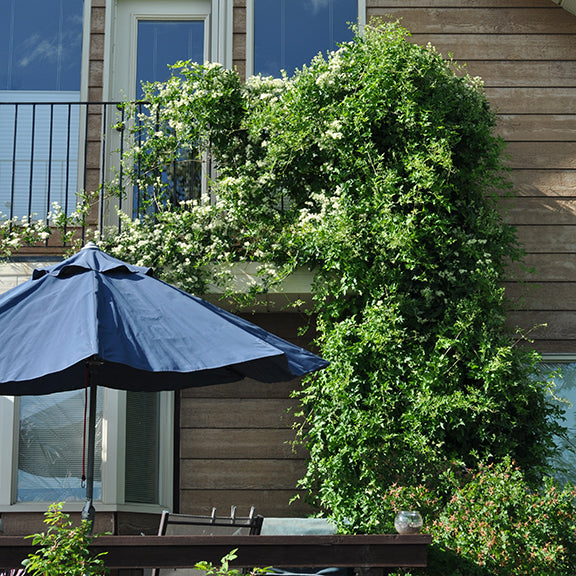 A lush Clematis ligusticifolia (White Clematis) vine climbing up the side of a house, draping over a balcony railing and spreading across the facade. The vine is densely covered in delicate white flowers, creating a cascading effect. A blue patio umbrella shades a seating area below, adding to the inviting outdoor space.