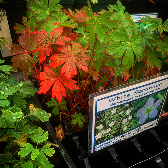 A tray of young Geranium richardsonii (White Geranium) plants in a nursery, displaying a striking mix of green and red foliage. The deeply lobed leaves range from vibrant green to fiery red, with a plant label providing growing information in the foreground.