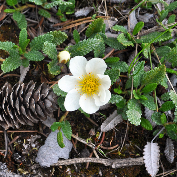 A single bloom of White Mountain Avens (Dryas octopetala) stands out among its mat of dark green, crinkled leaves. Its delicate white petals surround a bright yellow center, adding a touch of elegance to the alpine forest floor, where it thrives among pine cones and mossy ground cover.