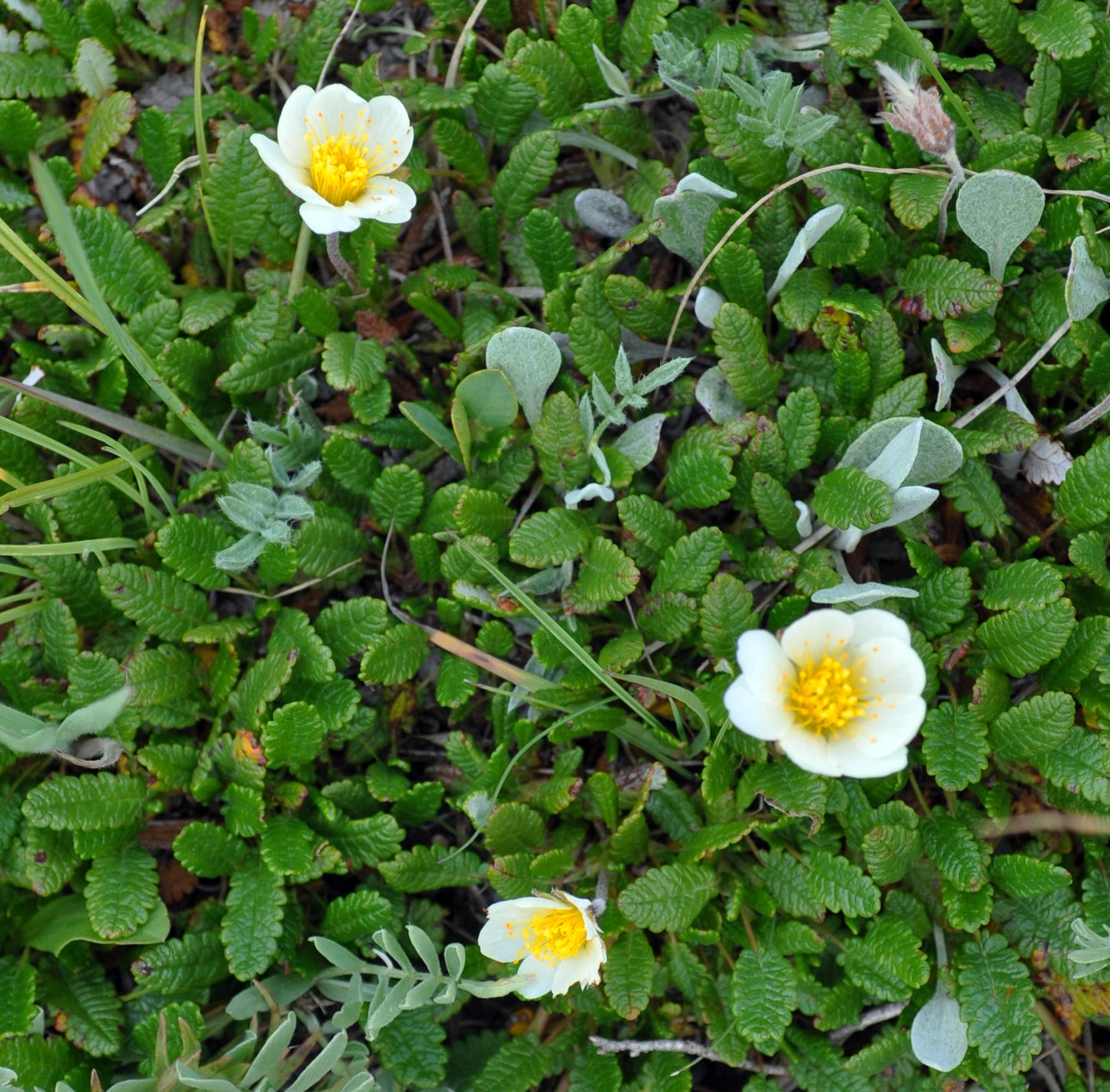 A lush carpet of White Mountain Avens (Dryas octopetala), with several creamy-white flowers scattered among its deeply lobed, leathery green leaves. This ancient species, a relic from the Ice Age, continues to flourish in harsh alpine conditions, just as it did when it lent its name to the Younger Dryas period.